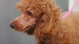 The Different Types Of Poodles A Detailed Overview [upl. by Unam]