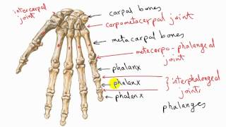 general anatomy 11  types of synovial joints  by dr sameh ghazy [upl. by Miculek]