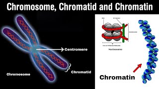 chromosomes  chromatin  chromatid and nucleosome in Hindi [upl. by Rome]