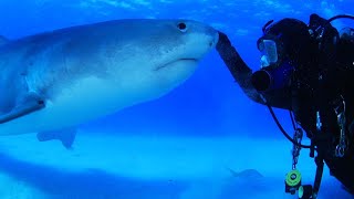 Diver Swims With Friendly 15Foot Tiger Shark [upl. by Aerdnael]