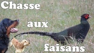 CHASSE PETIT GIBIER CALIBRE 28 SETTER GORDON PHEASANT HUNTING CACCIA SELVAGGINA CAZA MENOR [upl. by Arised]