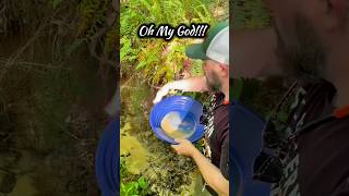 Shocking Find Gold Panning Test Reveals Rich Placer Gold Deposits Gold Prospecting NC [upl. by Edmund831]