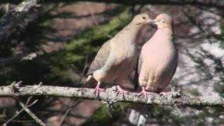 Courtship Dance of the Mourning Doves [upl. by Polish923]