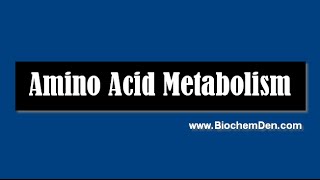 Basic Lecture on Amino acid Metabolism pathway [upl. by Seka]