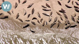 Die Küste der Forscher  Deutschlands Küsten  Die Nordsee 310 [upl. by Anner]