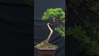 BONSAI CEMARA SINENSIS bonsaicemara cemara bonsai [upl. by Ayotol437]