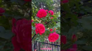 Rosarium Uetersen Climbing Rose July 11 2024 gardenblooms summerrose Kordes Rose Climbing Rose [upl. by Aseek]