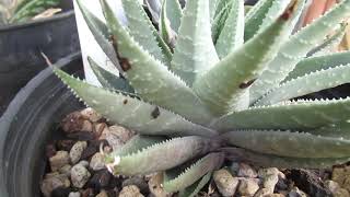 Gasteraloe silver swirl blooming and [upl. by Sill224]