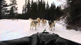 Dog Sledding in Banff National Park [upl. by Kinom]