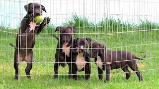 Filhotes de Pit Bull Blacknose Preto com Branco Canil Pit Bully [upl. by Perusse217]