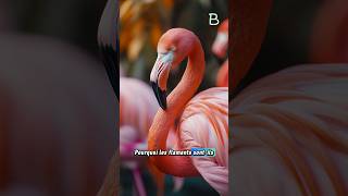 Pourquoi les flamants sontils roses  🦩 [upl. by Judenberg913]