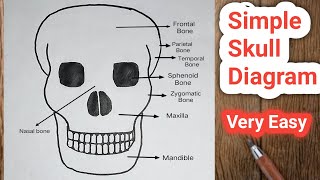 How to Draw a Simple Skull Step by Step  How to Draw Human Skull [upl. by Omixam295]