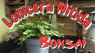 Lonicera Nitida Bonsai [upl. by Dalton502]