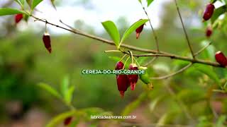 CEREJA DO RIO GRANDE  EUGENIA INVOLUCRATA [upl. by Ailemrac]