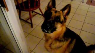 German Shepherd talking  Let me out [upl. by Bui]