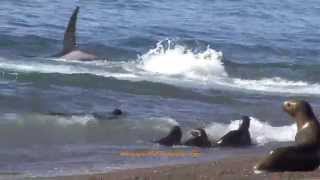 Killer whales attacks Attaques par des orques [upl. by Kilby]