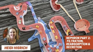 Nephron Part 2 Filtration Reabsorption amp Secretion [upl. by Donnell864]