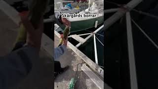 Skärgårds borrar fiska fishing fiske carpfishing fiskeri fisk fishingvideo perch fy fyp [upl. by Tdnaltroc]