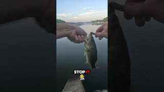 dinky dink on the monster worm bassfishing fishing [upl. by Shimberg576]