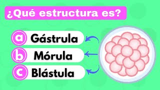 ¿Cuánto sabes de embriología 🤔🧠  Primera semana de desarrollo embrionario 📚 [upl. by Sirois]