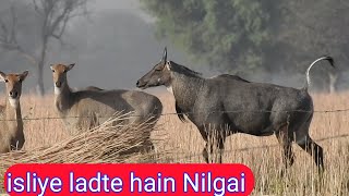 Why the Nilgai so excited everytime [upl. by Nonez345]