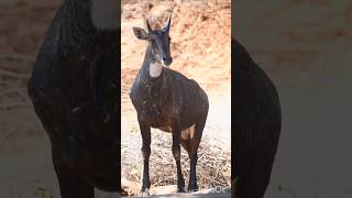 Encounter with the Blue Bull Nilgai  Indias Largest Antelope in the Wild bluebull wildlife [upl. by Imorej]