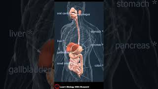 Alimentary track or Digestive system parts names  shorts [upl. by Prima]