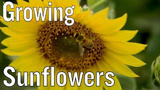 Tips for Growing Sunflowers [upl. by Sisxela]