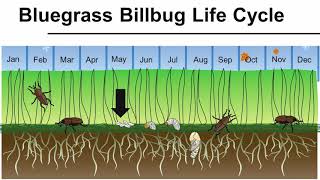 Bluegrass Billbug Life Cycle [upl. by Dihahs]