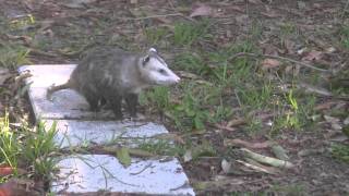 Possums mating in South Florida back yard [upl. by Durham400]