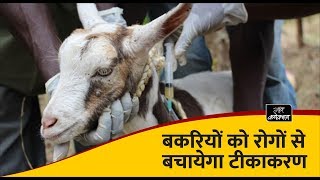 बकरियों को रोगों से बचाये समय पर कराएं टीकाकरण  Vaccination Schedule for goats [upl. by Eniawtna]