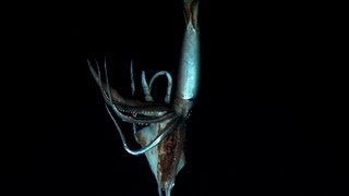 First Ever Video of Giant Squid Alive [upl. by Kulda117]