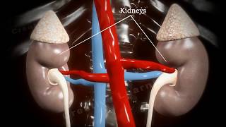 Glomerular Filtration Animation  How urine is formed in our body [upl. by Neukam671]