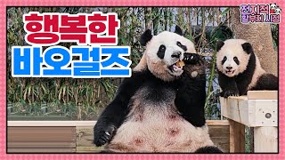 SUB 전지적 할부지 시점 ep168 경 뚱땅걸즈 데뷔 축 흐뭇한 아이바오와 반전매력 선보이는 루이후이의 외출🐼│Panda World [upl. by Craggie]