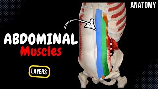 Muscles of the Abdomen Groups Origin Insertion Function [upl. by Ahsei411]