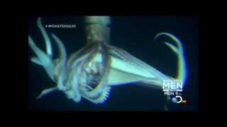 Giant Squid Architeuthis footage January 27 2013 [upl. by Aletsirc]