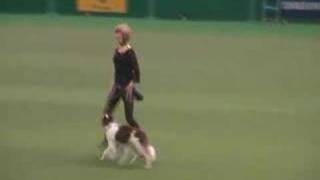 Kath Hardman and Tipp performing at Crufts 2008 [upl. by Atniuqal]