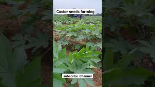 castor seeds farming of India 🇮🇳 [upl. by Pearl]