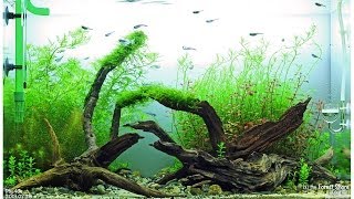 by the Forest Shore  Day 35  ADA 60 cm Aquarium [upl. by Kalk953]