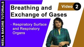 Breathing and Exchange of Gases  NEET  Respiratory Surface and Respiratory Organs  Neela Bakore [upl. by Loginov935]