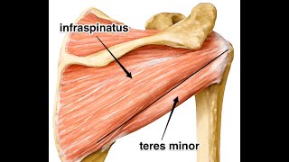 The infraspinatus and its role in subacromial impingement Mechanism and treatment [upl. by Halil160]