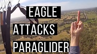 Wedgetail Eagle Attacks Paraglider [upl. by Nnylyoj]