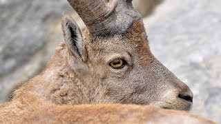 STEINWILDJAGD DER FILM  Der Steinbock des Lebens  Hunting Ibex  Graubünden  Il buc dad Edi [upl. by Nazler]