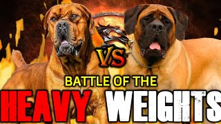 Boerboel vs English Mastiff  English Mastiff vs Boerboel  Powerful Guard Dog  Billa Boyka [upl. by Yerhcaz929]