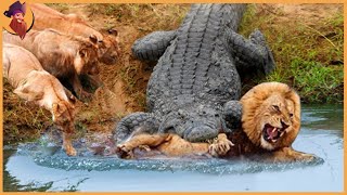 15 Crocodiles That Strike Their Prey [upl. by Halle]