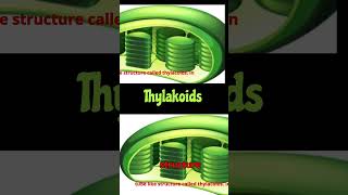 Chloroplast Structure biology factsplantphysiologyscience shorts chloroplastthylakoidstoma [upl. by Rahr]