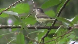 Warbling Vireo [upl. by Francois]