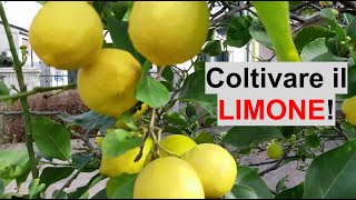 COLTIVARE IL LIMONE 🍋  Guida completa a cura di WampA Gardens giardinaggio ed orticoltura [upl. by Sardella]