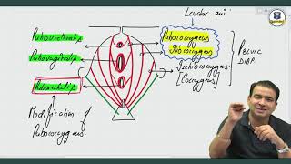 Perineal Pouches  Anatomy by Dr Ashwani Kumar [upl. by Dnomzed]