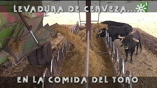 Toros de Manuel Caro levadura de cerveza en la comida del ganado bravo  Toros desde Andalucía [upl. by Tobit]